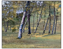 Birch Trees Pareeerica Texture Canvas