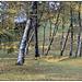 Birch Trees Pareeerica Texture Canvas