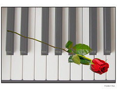 Single Rose Pareeeica Keyboard Texture