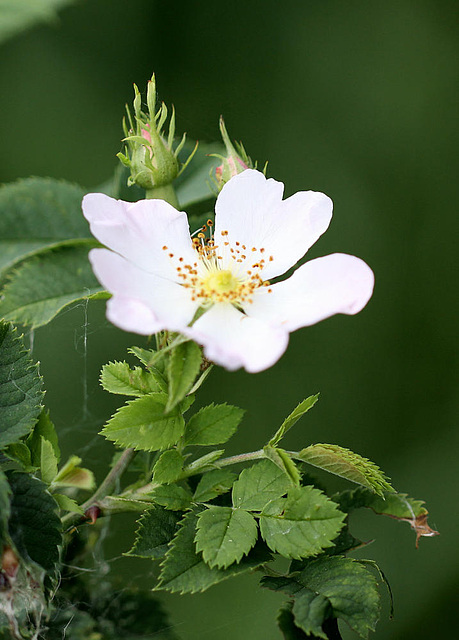 20100614 5217Mw [D~MI] Wildrose, Großes Torfmoor, Hille