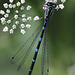 20100614 5222Mw [D~MI] Fledermaus-Azurjungfer (Coenagrion pulchellum), Großes Torfmoor, Hille