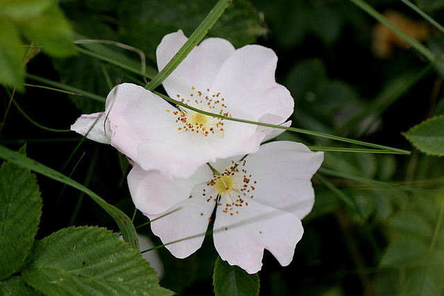 20100614 5231Mw [D~MI] Wildrose, Großes Torfmoor, Hille