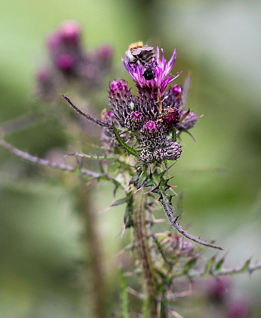 20100614 5232Mw [D~MI] Distel, Hummel, Rüsselkäfer, Blattlaus, Großes Torfmoor, Hille