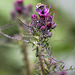 20100614 5232Mw [D~MI] Distel, Hummel, Rüsselkäfer, Blattlaus, Großes Torfmoor, Hille