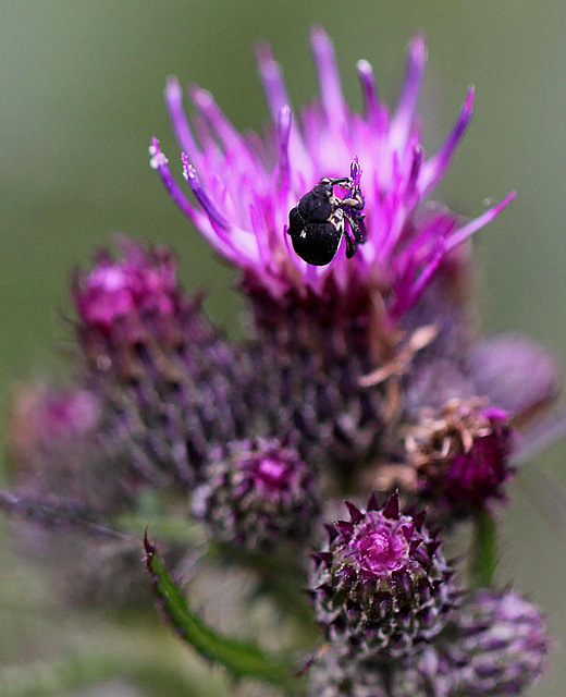 20100614 5233Mw [D~MI] Weißpunktiger Schwertlilienrüssler, Distel, Großes Torfmoor, Hille