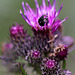 20100614 5233Mw [D~MI] Weißpunktiger Schwertlilienrüssler, Distel, Großes Torfmoor, Hille