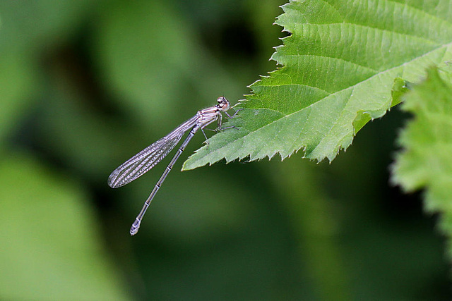 20100614 5234Mw [D~MI] Hufeisen-Azurjungfer (Coenagrion puella), Großes Torfmoor, Hille