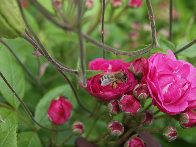 Dinky hat Besuch