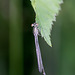20100614 5241Mw [D~MI] Pokalazurjungfer, Großes Torfmoor, Hille