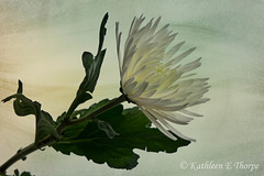 Fuji Daisy Cathair Studio Texture