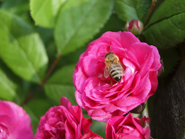 Dinky hat Besuch