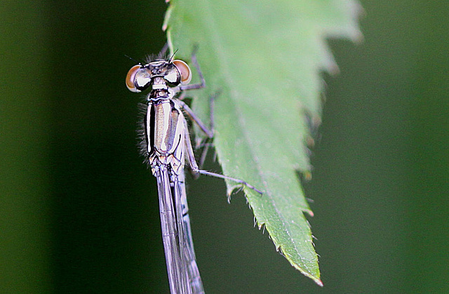 20100614 5242Mw [D~MI] Pokalazurjungfer, Großes Torfmoor, Hille