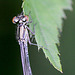 20100614 5242Mw [D~MI] Pokalazurjungfer, Großes Torfmoor, Hille