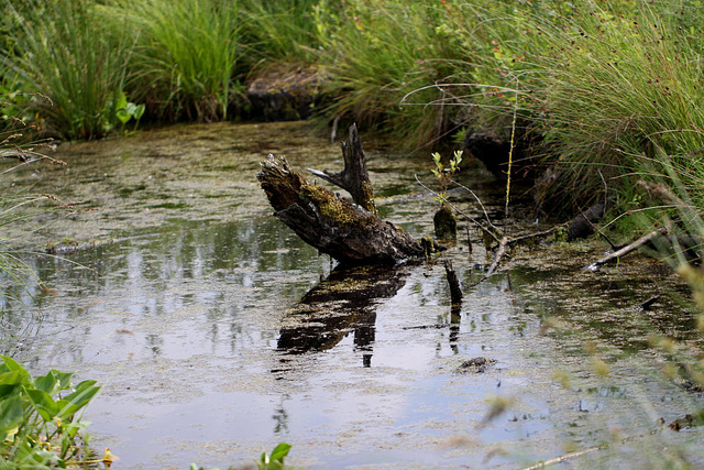 20100614 5254Maw Moorspiegelung