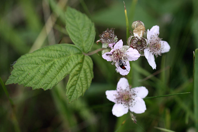 20100614 5255Mw [D~MI] Schwarzer Schmalbock (Stenurella nigra), Brombeere, Großes Torfmoor, Hille