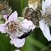 20100614 5258Mw [D~MI] Schwarzer Schmalbock (Stenurella nigra), Großes Torfmoor, Hille