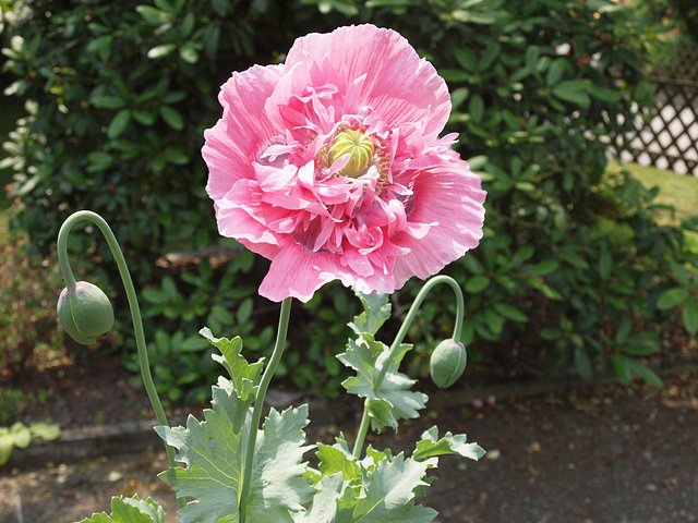 Schlafmohn - opium poppy