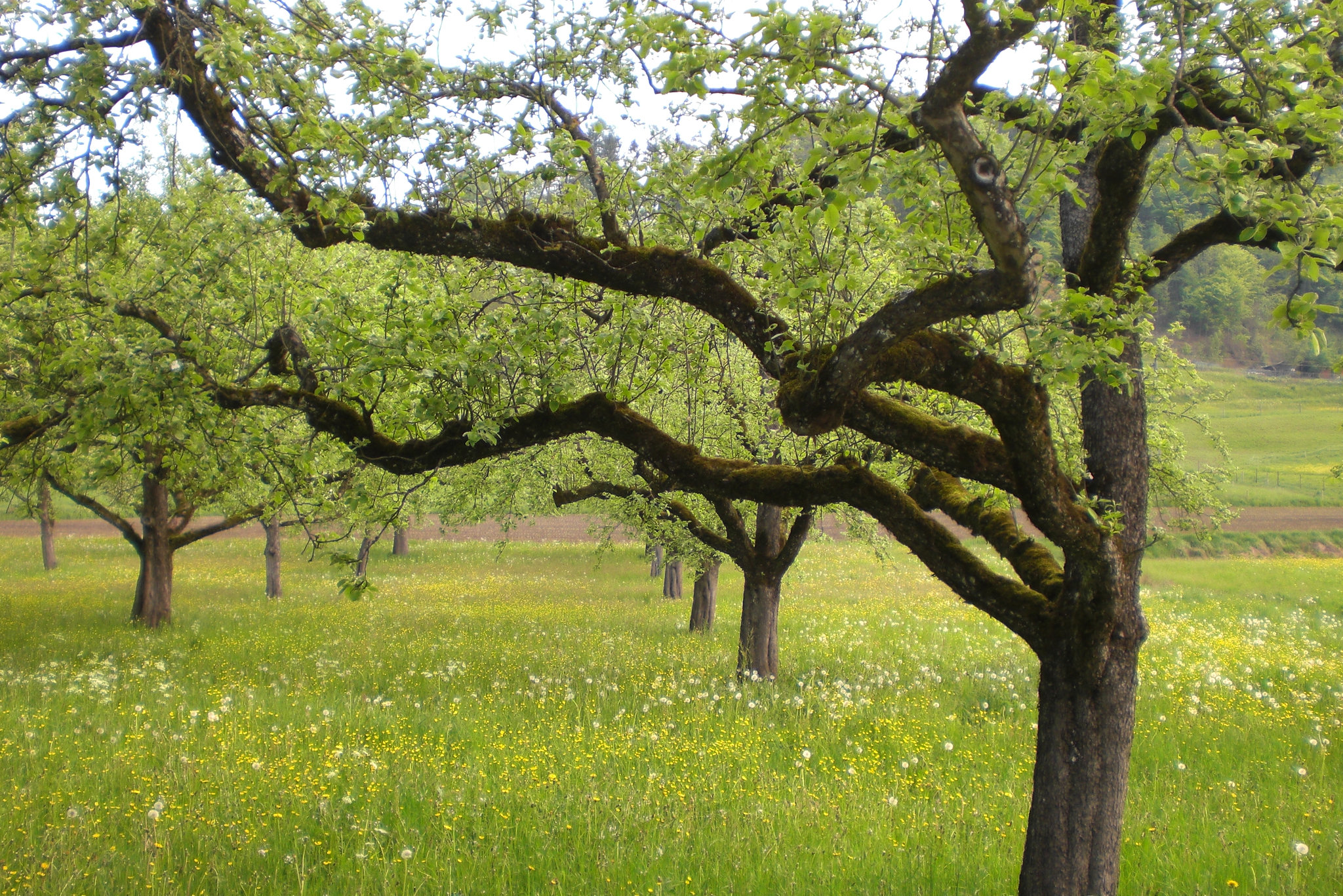 Apfelbaum