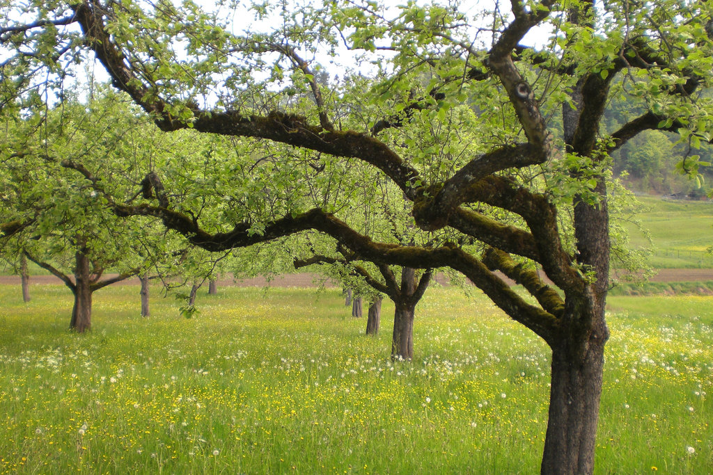 Apfelbaum