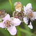 20100614 5264Mw [D~MI] Schwarzer Schmalbock (Stenurella nigra), Großes Torfmoor, Hille