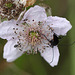 20100614 5268Mw [D~MI] Schwarzer Schmalbock (Stenurella nigra), Großes Torfmoor, Hille