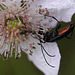 20100614 5269Mw [D~MI] Schwarzer Schmalbock (Stenurella nigra), Insekt, Großes Torfmoor, Hille