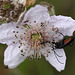 20100614 5270Mw [D~MI] Schwarzer Schmalbock (Stenurella nigra), Großes Torfmoor, Hille