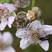 20100614 5272Mw [D~MI] Schwarzer Schmalbock (Stenurella nigra), Insekt, Großes Torfmoor, Hille