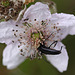 20100614 5273Mw [D~MI] Schwarzer Schmalbock (Stenurella nigra), Großes Torfmoor, Hille