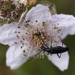 20100614 5275Mw [D~MI] Schwarzer Schmalbock (Stenurella nigra), Brombeere (Rubus sect. Rubus), Großes Torfmoor, Hille