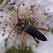 20100614 5276Mw [D~MI] Schwarzer Schmalbock (Stenurella nigra), Großes Torfmoor, Hille