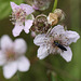 20100614 5277Mw [D~MI] Schwarzer Schmalbock (Stenurella nigra), Großes Torfmoor, Hille