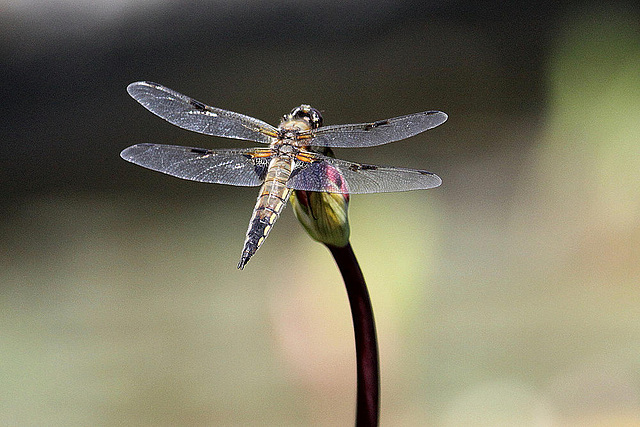 20100616 5743Aw [D~BI] Vierfleck (Libellula quadrimaculata) [M], Botanischer Garten, Bielefeld