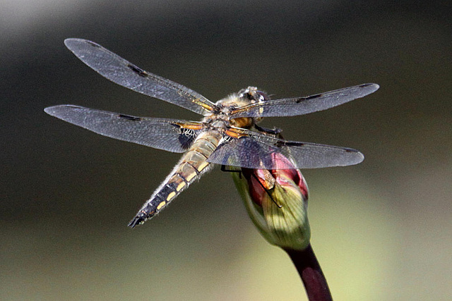 20100616 5774Aw [D~BI] Vierfleck (Libellula quadrimaculata) [M], Botanischer Garten, Bielefeld