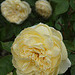 Strauchrose Yellow Romantica