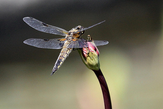 20100616 5776Aw [D~BI] Vierfleck (Libellula quadrimaculata) [M], Botanischer Garten, Bielefeld