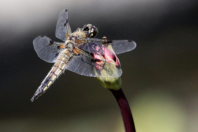 20100616 5784Aw [D~BI] Vierfleck (Libellula quadrimaculata) [M], Botanischer Garten, Bielefeld