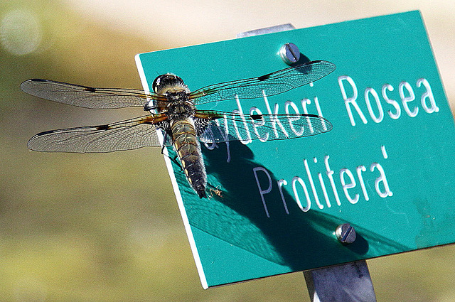 20100616 5804Aw [D~BI] Vierfleck (Libellula quadrimaculata) [M], Botanischer Garten, Bielefeld