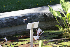 20100616 5827Aw [D~BI] Weiße Seerose, Botanischer Garten, Bielefeld