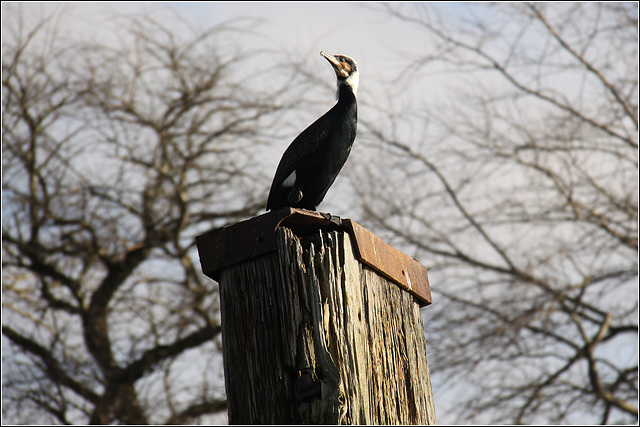 The Cormorant