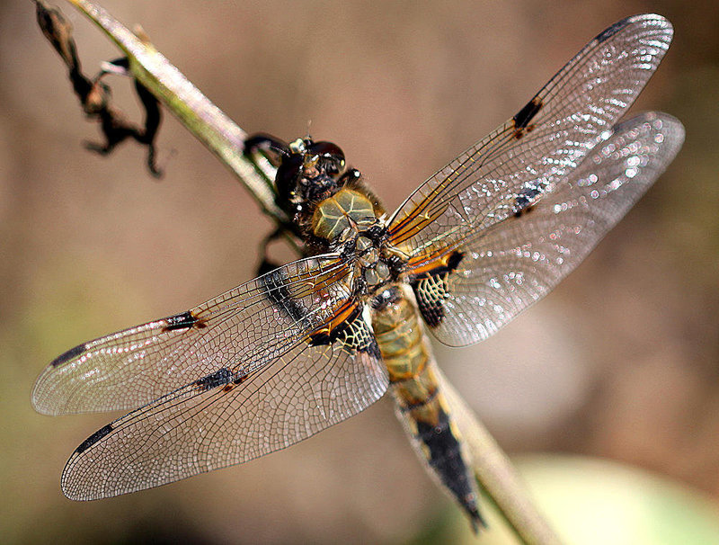 20100616 5883Mw [D~BI] Vierfleck (Libellula quadrimaculata), Botanischer Gaten, Bielefeld