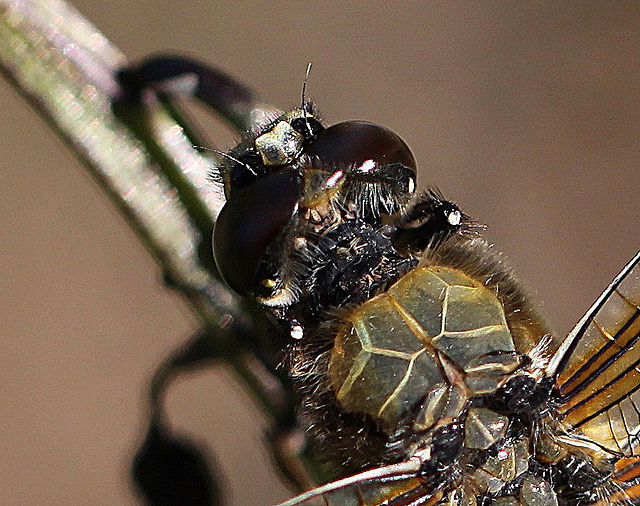 20100616 5885Mw [D~BI] Vierfleck (Libellula quadrimaculata), Botanischer Gaten, Bielefeld