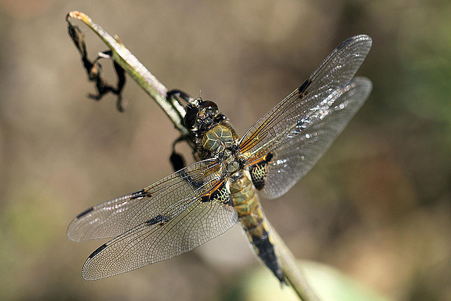 20100616 5887Mw [D~BI] Vierfleck (Libellula quadrimaculata), Botanischer Gaten, Bielefeld