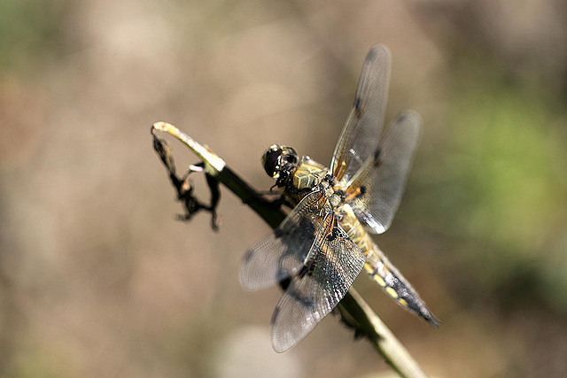 20100616 5890Mw [D~BI] Vierfleck (Libellula quadrimaculata), Botanischer Gaten, Bielefeld