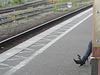 Young sexy Lady in pending straps high-heeled boots with tight jeans /  Jeune Suédoise en bottes de cuir à talons hauts aux courroies pendantes - Ängelholm / Suède - Sweden. 23 octobre 2008