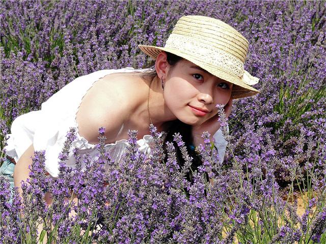 fleurs de Valensole