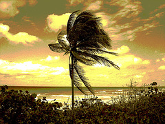 Vent et palmier / Wind and palm tree - Sepia postérisé