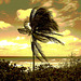 Vent et palmier / Wind and palm tree - Sepia postérisé