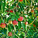 Tree strawberries 2