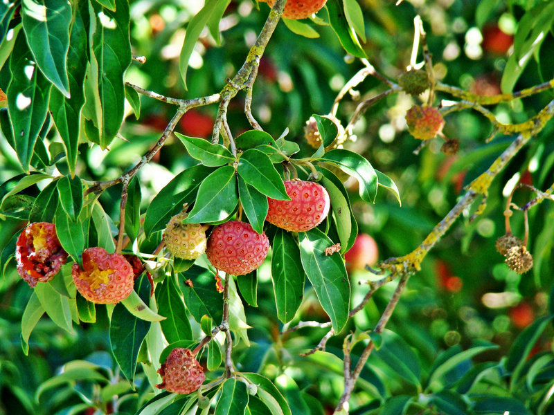 Tree strawberries 2